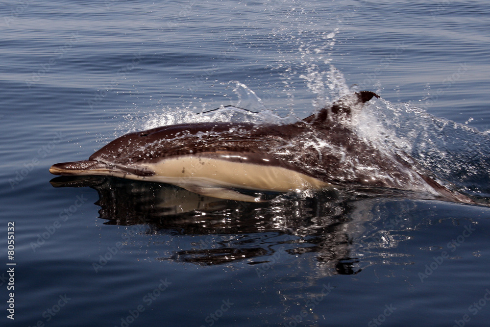 Fototapeta premium Dolphin in the ocean