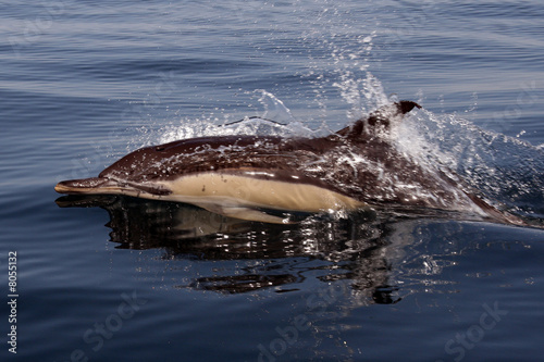 Dolphin in the ocean