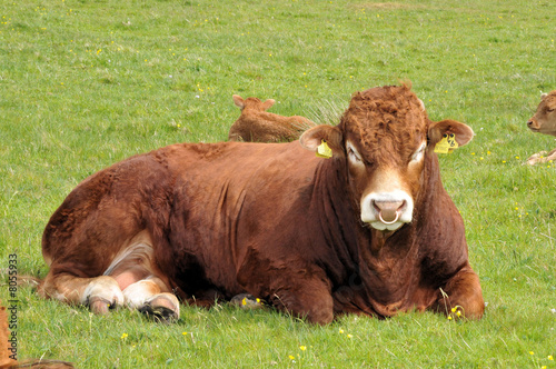 A LOT OF BULL