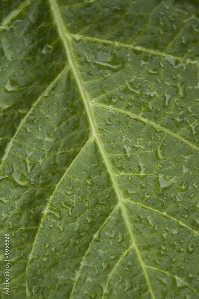 Obraz premium Blattader