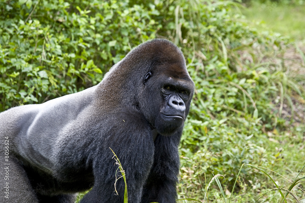 Fototapeta premium Gorilla
