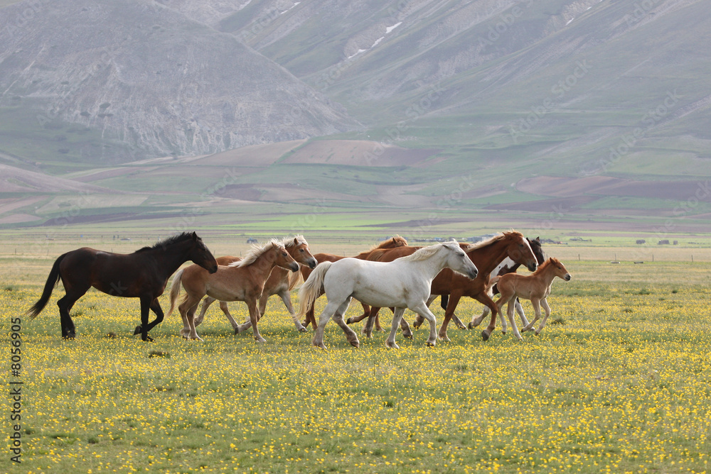 Obraz premium Wild Horses, Umbria