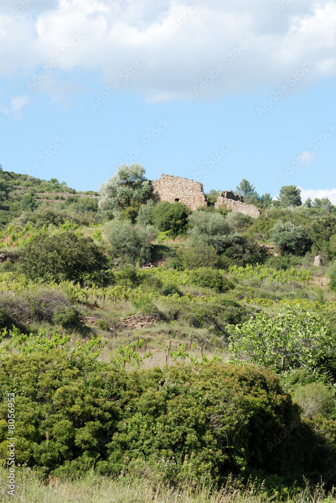Paysage languedocien Paysage languedocien