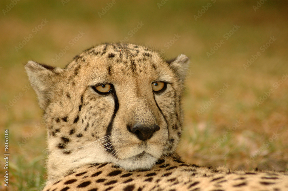 Cheetah portrait