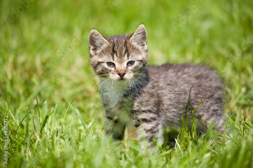 striped cat on the grass