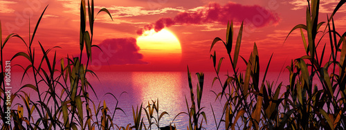 Water Grass