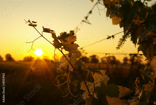 The morning in a vineyard