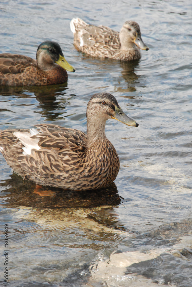 Drei Enten am Flussufer in einer Reihe, schauen neugierig in die Kamera