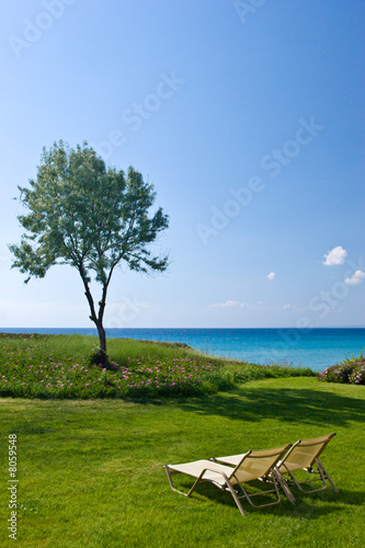 Olive tree and lounge chairs © Dmitry Naumov