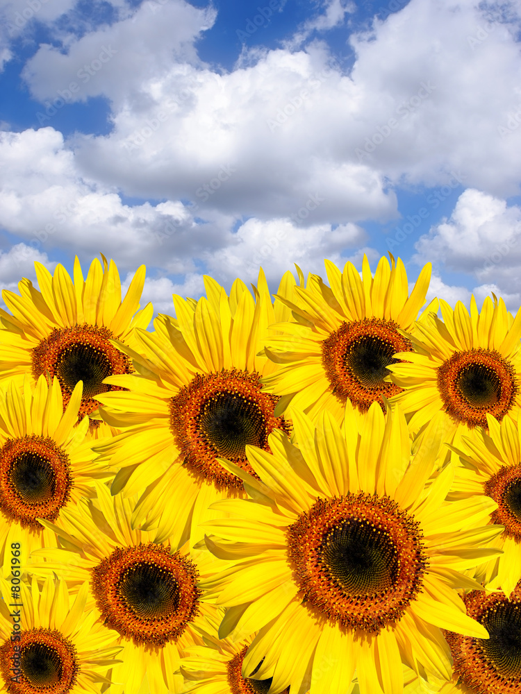 Obraz premium Summer Sunflowers