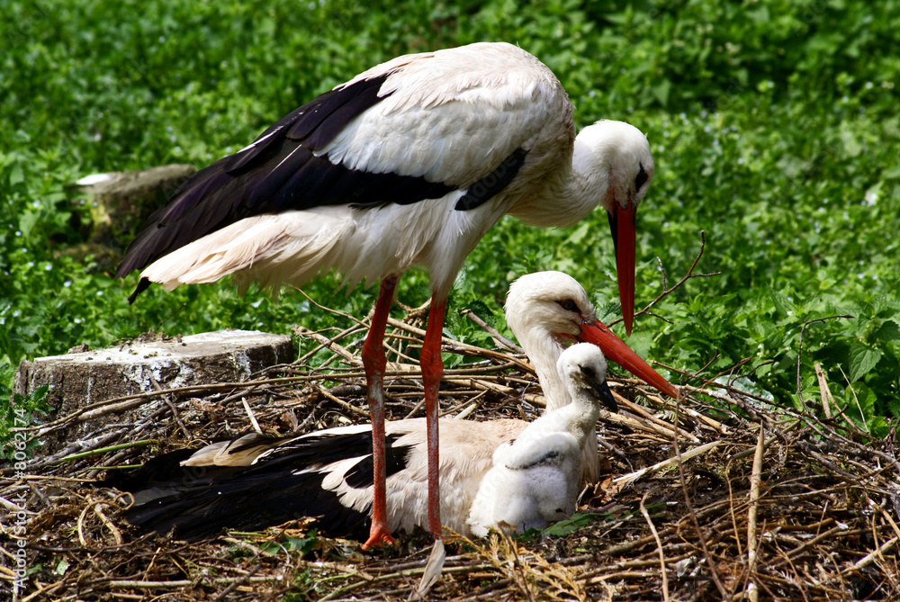 Fototapeta premium stork family