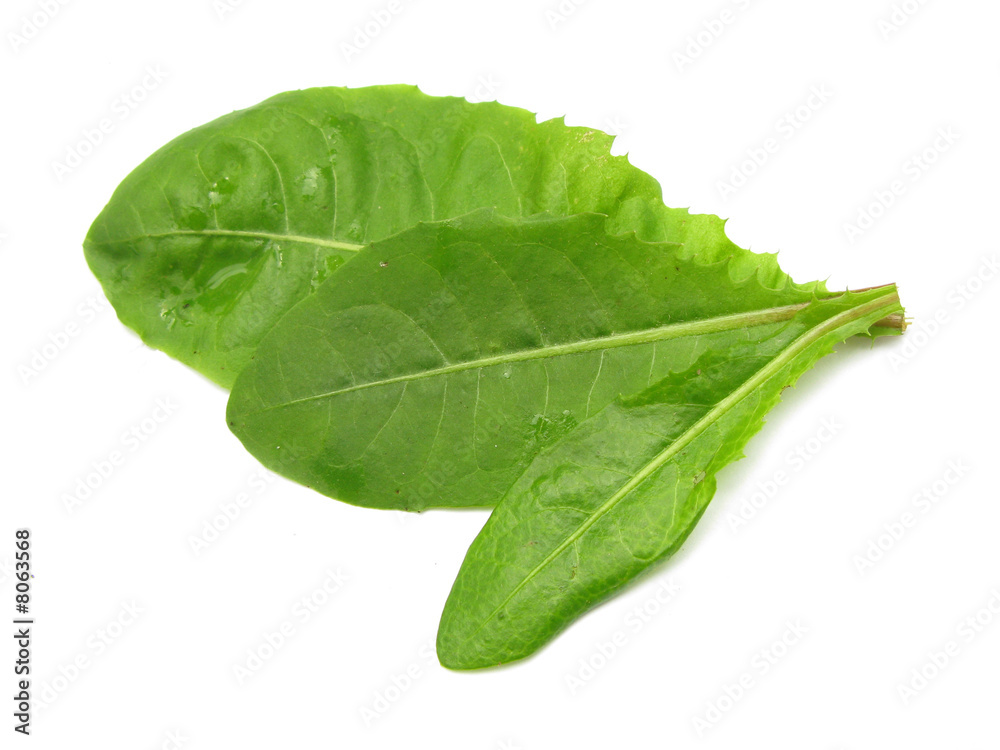 Dandelion leaves salad 