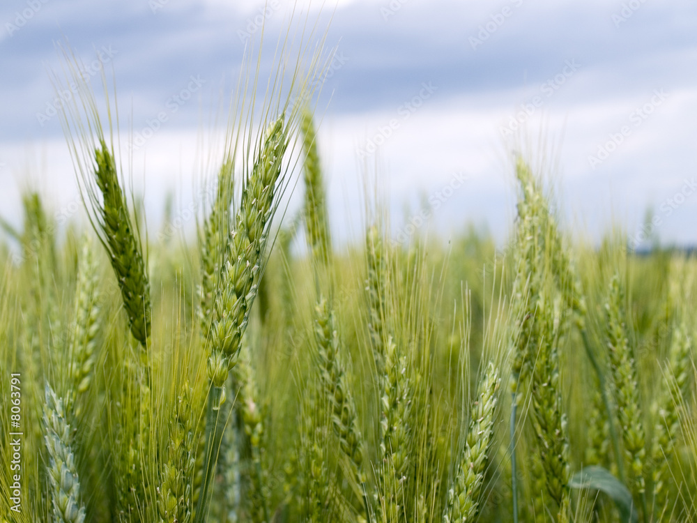 Wheat field Wheat field