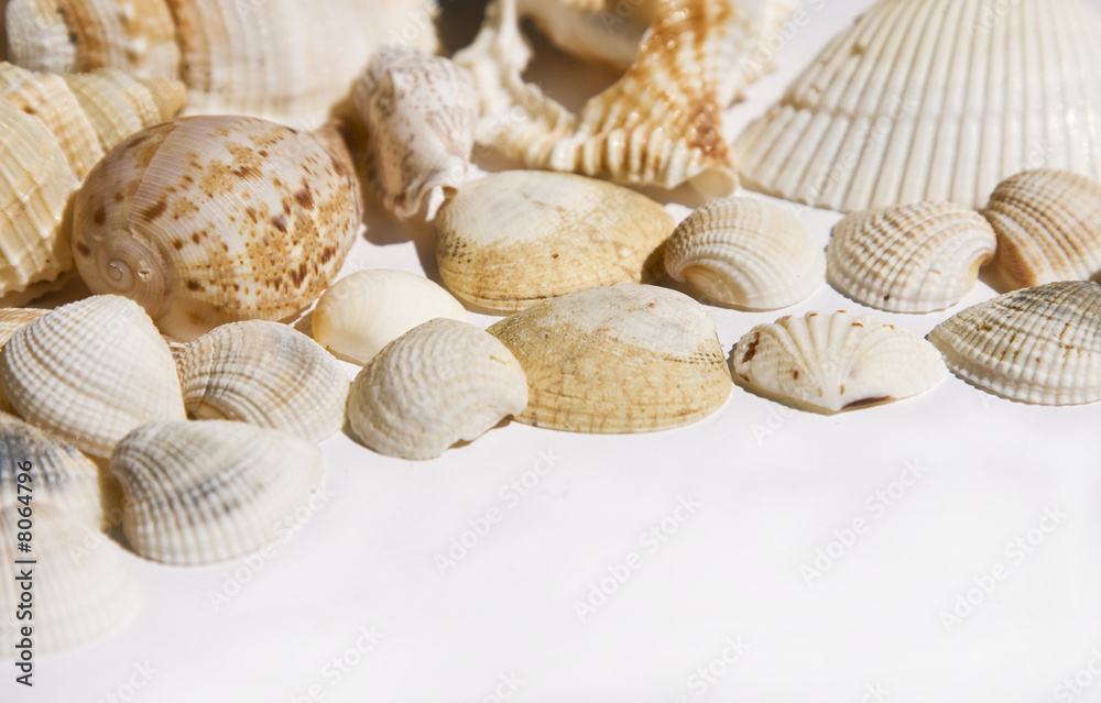 Seashells on white with ots of copy space