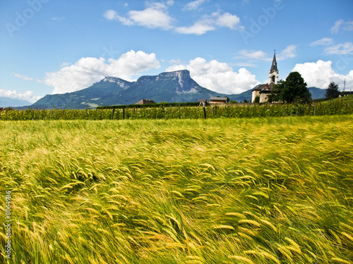 Eglise et champ de blé en Savoie photo