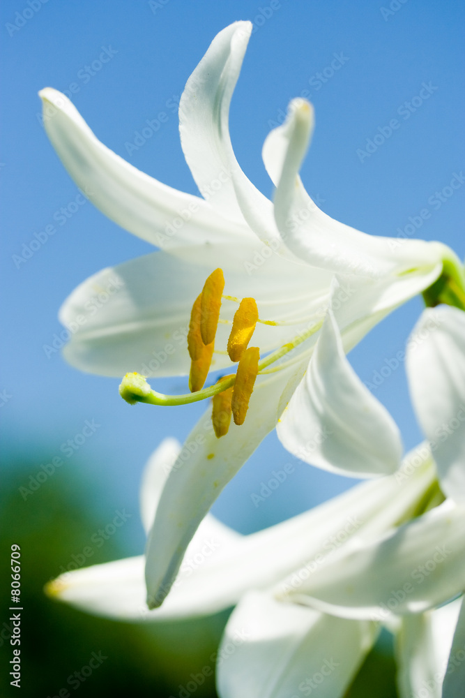 Obraz premium White lily