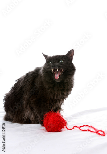 Fotografie Fluffy black cat with mouth open next to a ball of yarn.