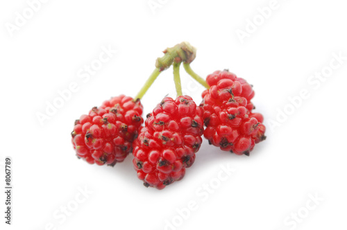 Mulberry on white ground