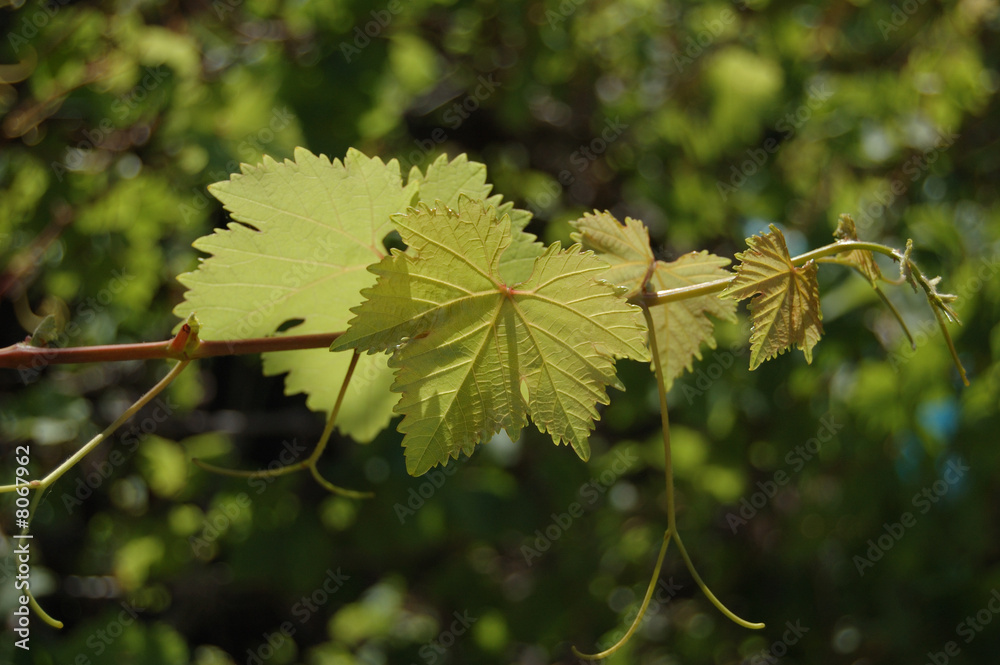 Grape leaves