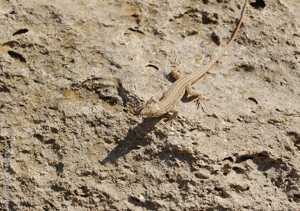Lizard