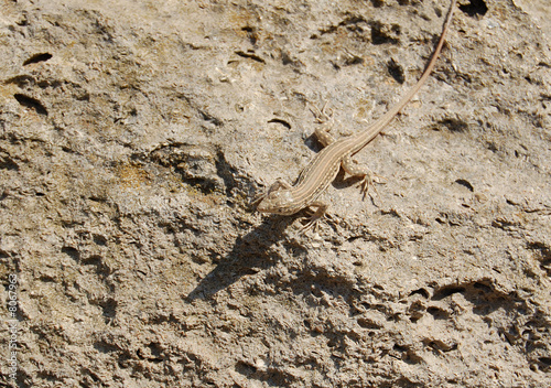 Obraz na płótnie Lizard w salonie