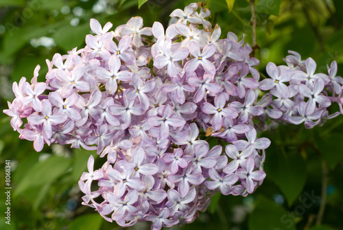 Lilacs