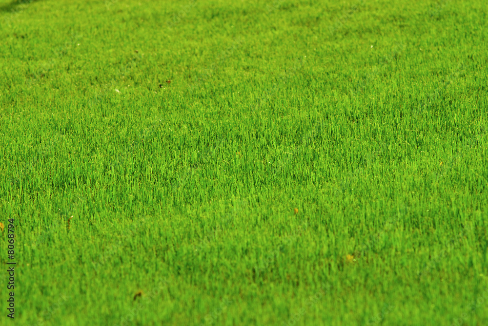 green juicy grass