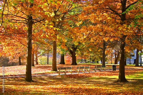 Boston Public Garden