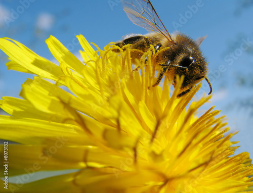 bee on flower3