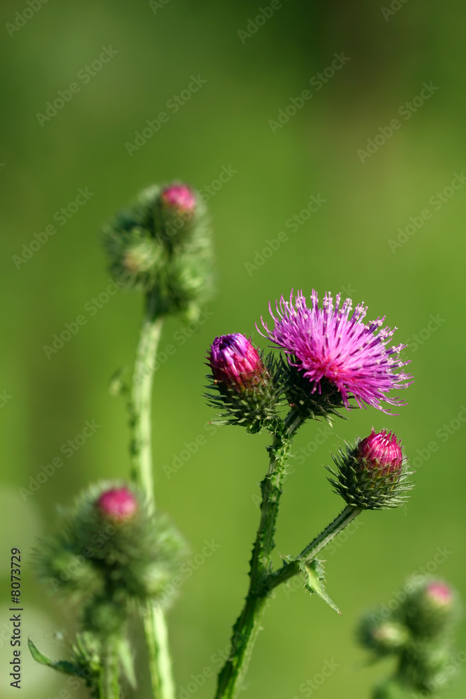 Blooming thistle Blooming thistle