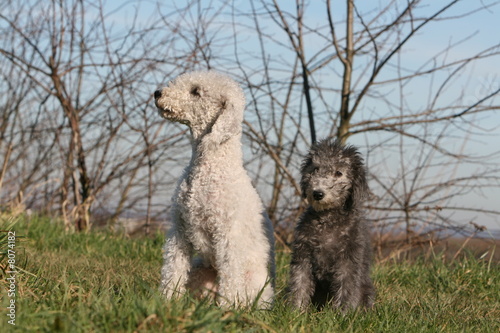 chien et petit Bedlington terrier