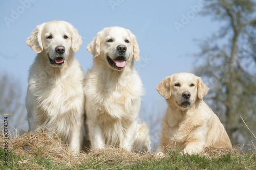 trois chien Golden retriever couché