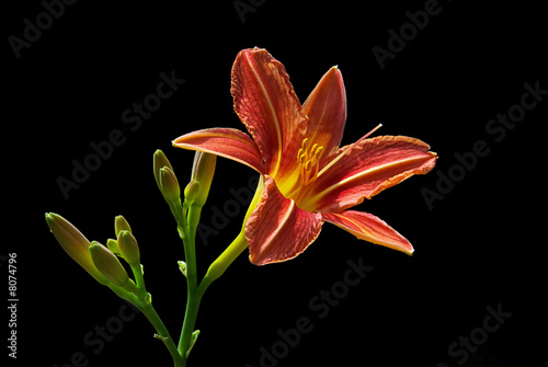 Taglilie - daylily 06