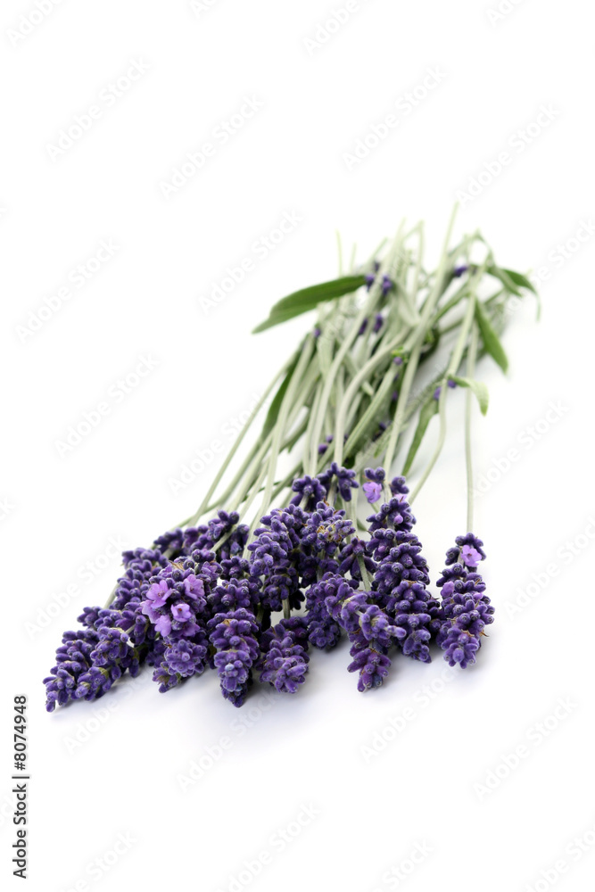lavender lavender