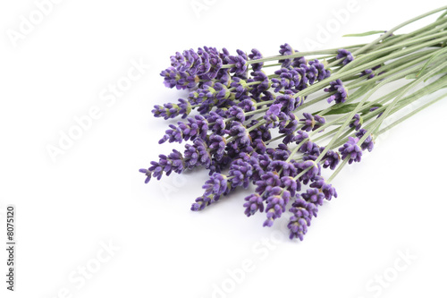 Fototapeta Naklejka Na Ścianę i Meble -  lavender