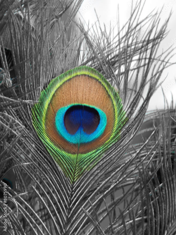 Obraz premium Pfauenfeder
