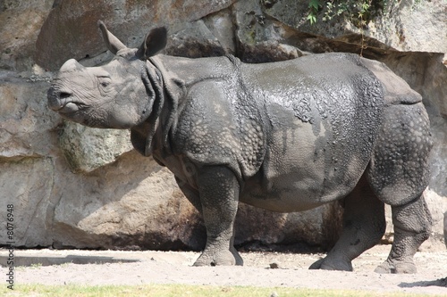 Indian Rhinoceros © michael luckett