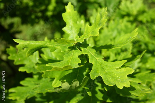 The young green oak leaves