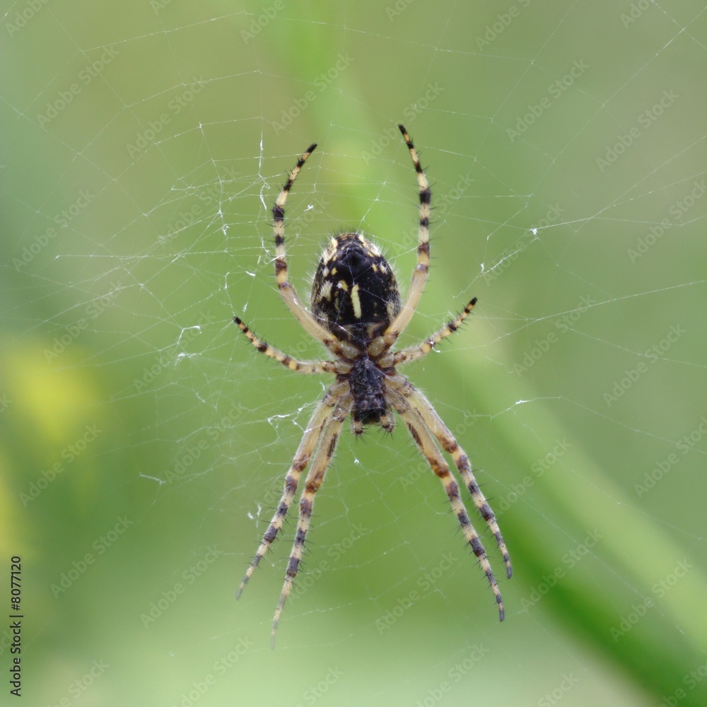 Cross-spider on the web. Downside view. Cross-spider on the web. Downside view.
