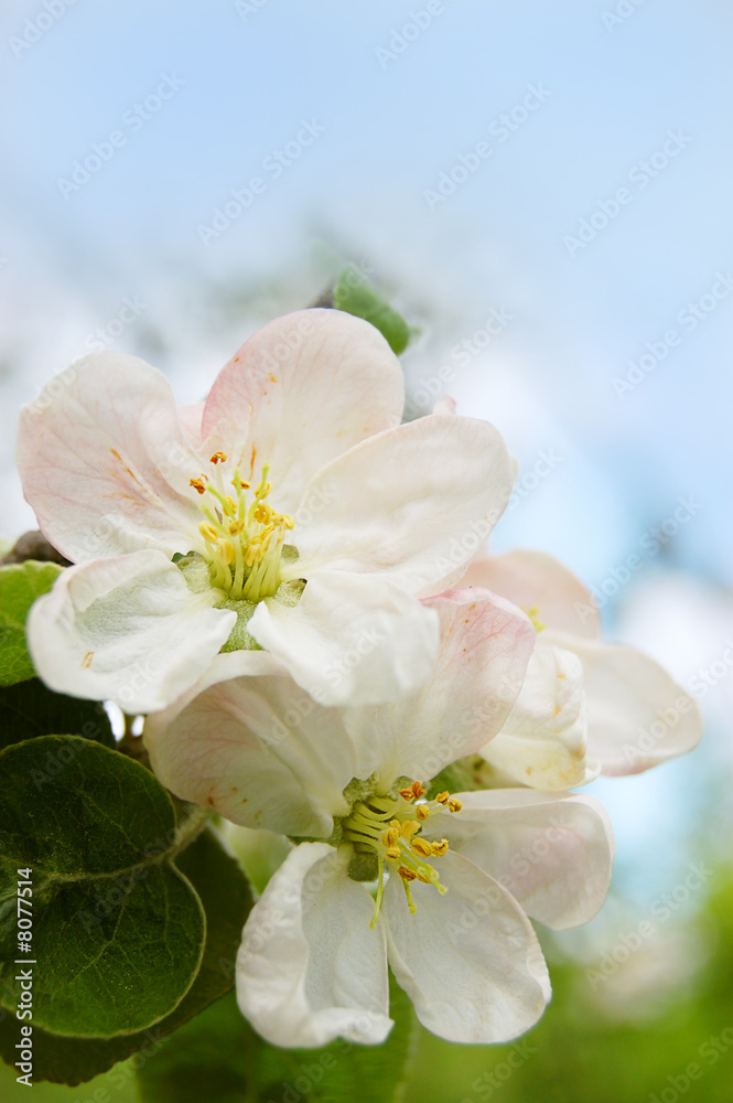 Fototapeta premium apple tree blooming on blue with copy space