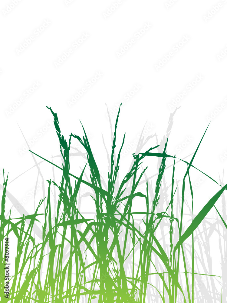 Fototapeta premium Grass silhouette green, summer background
