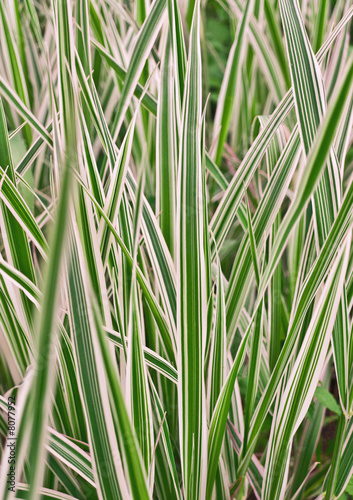 Carex variegata  grass