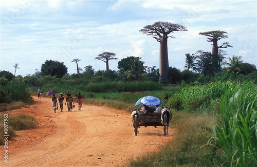 Sur une piste, Morondave, Madagascar.