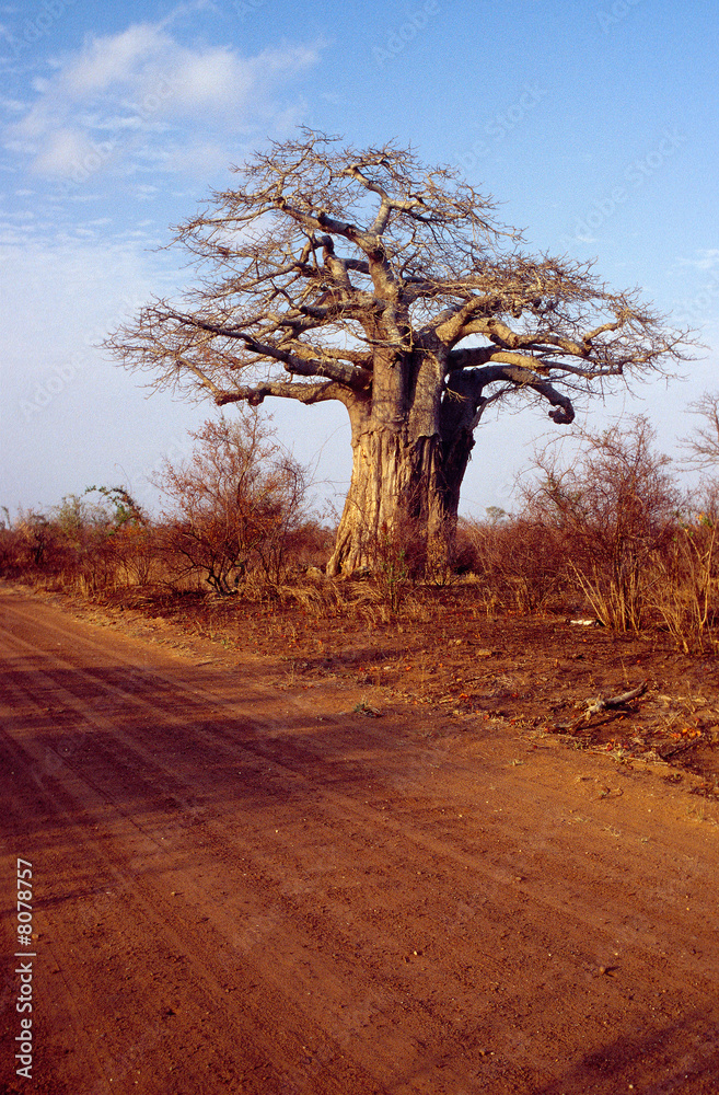 Obraz premium Baobab en Afrique du Sud
