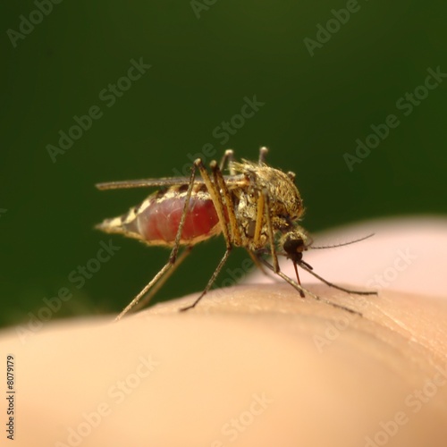 Feeding mosquito with human blood on finger 