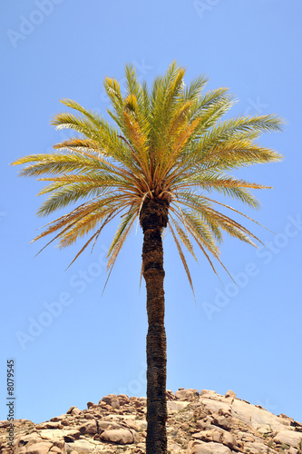 Fototapeta Naklejka Na Ścianę i Meble -  palmier