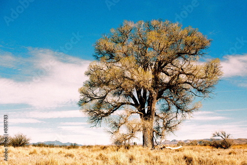 Lone Tree- Color