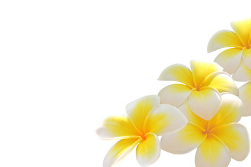Frangipani flower isolated on white background