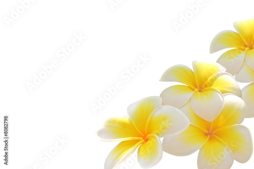 Frangipani flower isolated on white background