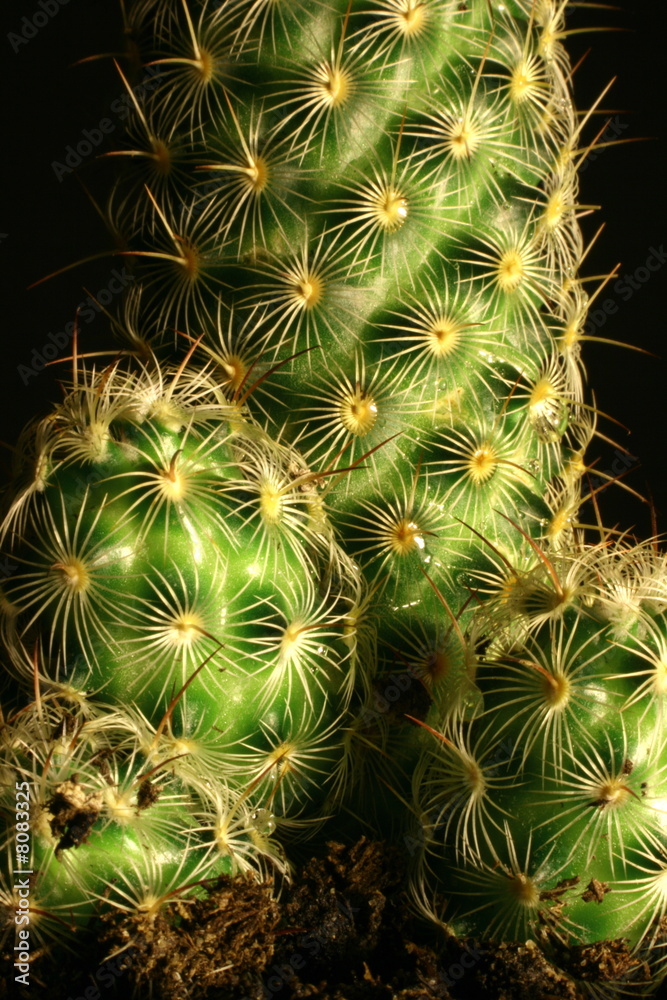 Small Cactus Small Cactus